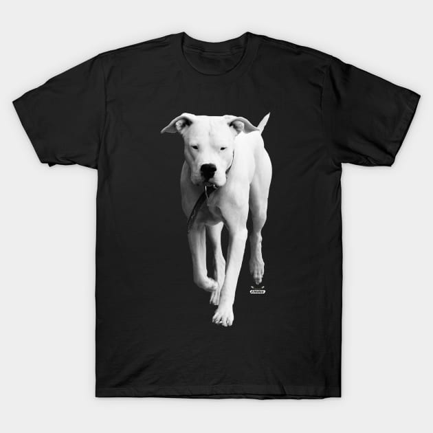 dogo argentino / Swiss Artwork Photography T-Shirt by Wolf Art / Swiss Artwork Photography